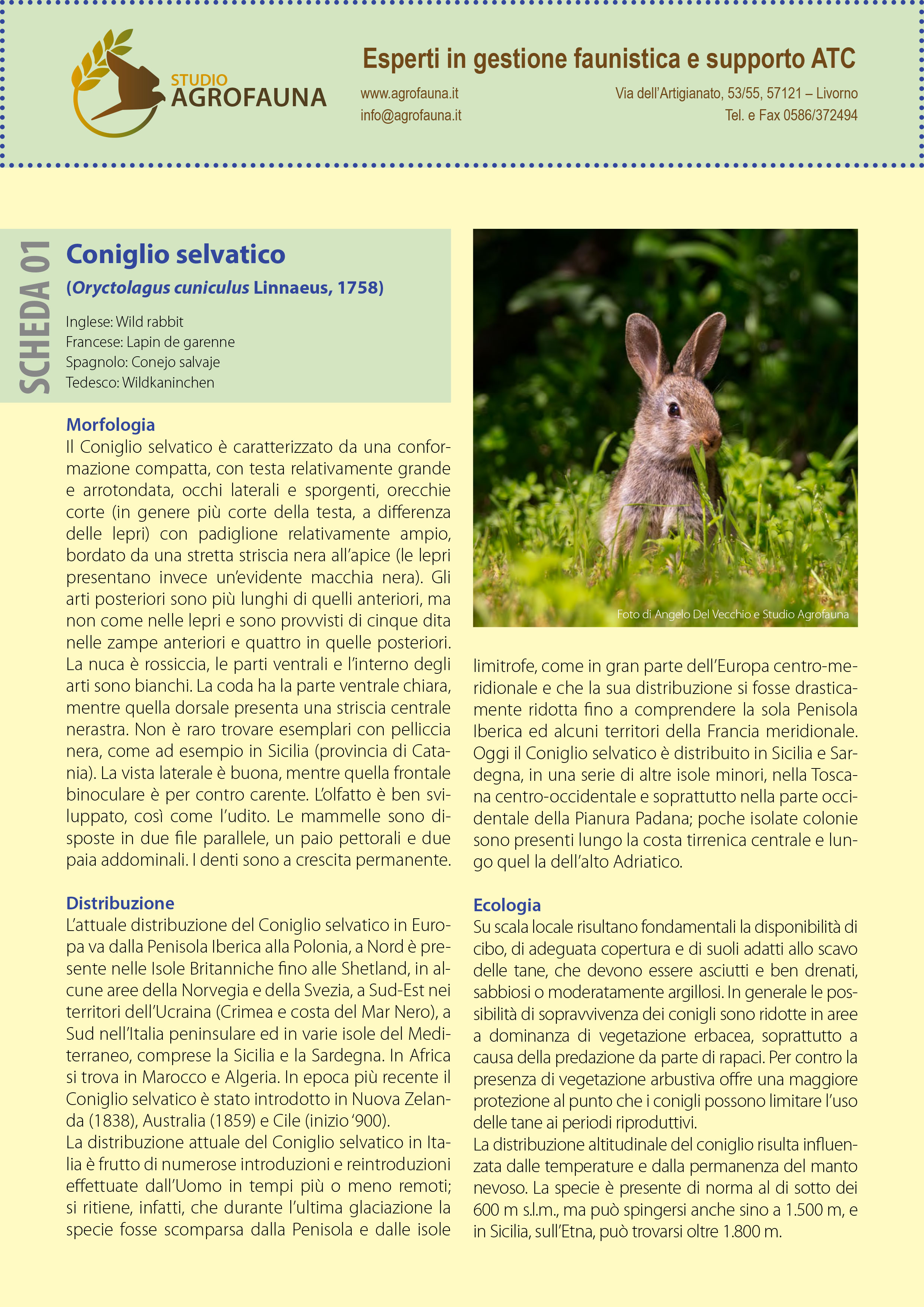 coniglio_Studio_Agrofauna-1