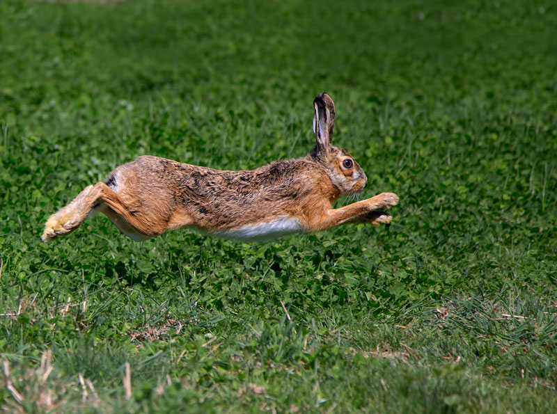 Lepre italica (Lepus corsicanus)