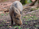 Cinghiale (Sus scrofa)