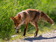 Volpe (Vulpes vulpes)