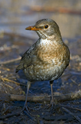 Merlo (Turdus merula)
