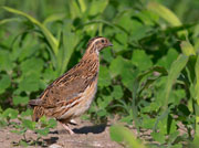 Quaglia comune (Coturnix coturnix)