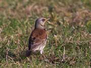 Cesena (Turdus pilaris)
