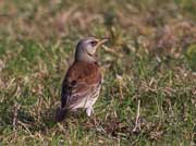 Cesena (Turdus pilaris)