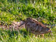 Beccaccia (Scolopax rusticola)